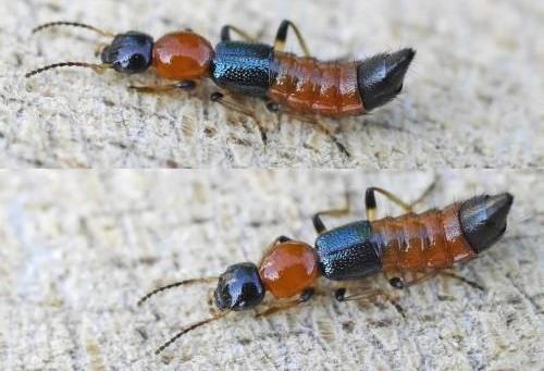 什么是隱翅蟲 隱翅蟲拍不得嗎