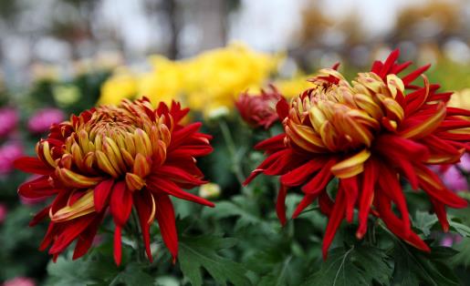 菊花的養生方大全