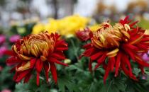 菊花的養生方大全