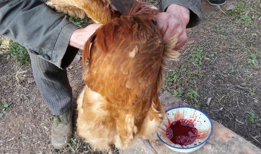 殺雞快速簡(jiǎn)單拔毛方法 殺雞拔毛水溫80℃左右最宜