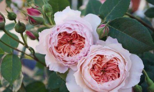 養花方法技巧大全 家庭養花的水肥光土四大要點總結