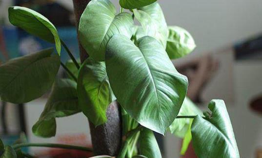 養花方法技巧大全 家庭養花的水肥光土四大要點總結