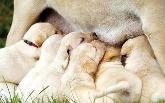 沒(méi)斷奶的小狗怎么照顧？仔犬飼養(yǎng)方法