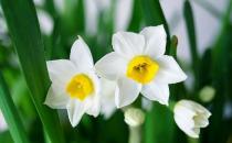 水仙花有毒嗎 水仙花能放在臥室內嗎