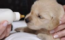 沒斷奶的小狗怎么照顧？仔犬飼養方法
