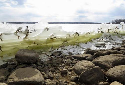 女子大海邊攝影 發現魚被冰封懸掛“空中”自然奇觀