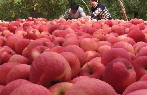 吃蘋果真的會瘦 什么時候吃蘋果才有效