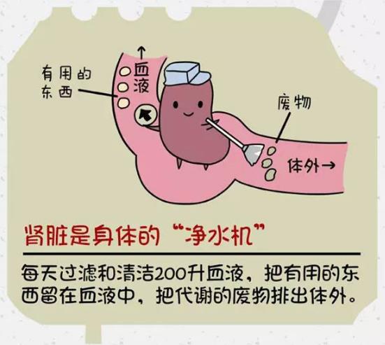 腎好才是硬道理 日常保護(hù)腎臟的方法