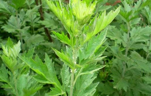 艾葉的功效 中醫大夫教你用艾葉和黑眼圈說拜拜