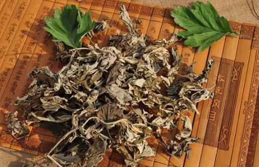 艾葉的功效 中醫大夫教你用艾葉和黑眼圈說拜拜