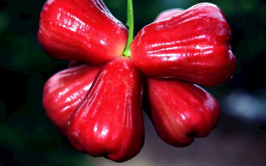 蓮霧熱量低營養豐富且能降血壓