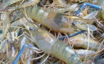 蝦營養豐富且肉質鮮美 挑選新鮮好蝦的竅門