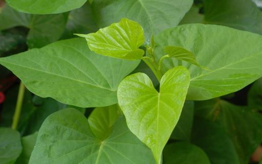 紅薯葉成為健康養生達人的佳肴 細數紅薯葉的九大功效