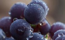 葡萄買得很多吃不完 長時(shí)間保存有訣竅