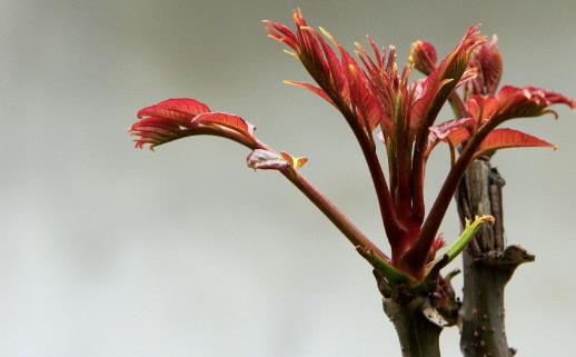 香椿好吃有營養(yǎng) 但應注意香椿的同食禁忌