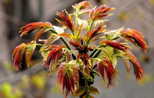 香椿好吃有營養(yǎng) 但應注意香椿的同食禁忌