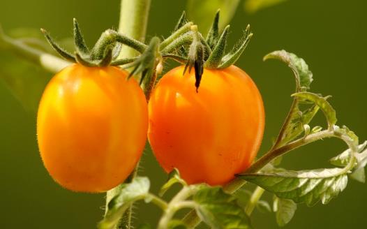 圣女果的營(yíng)養(yǎng)價(jià)值與功效