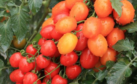 圣女果的營(yíng)養(yǎng)價(jià)值與功效