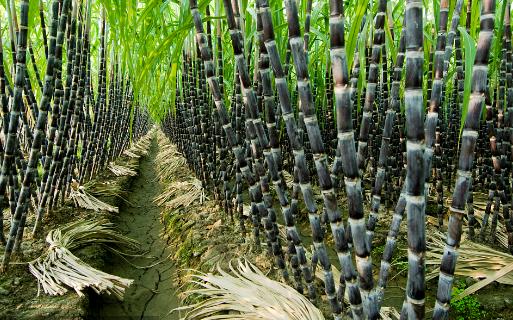 3種被外國人深深誤解的中國水果！西瓜排第1名，網友：心疼