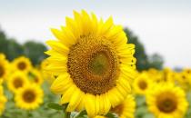 備孕期勿吃的食物大全 備孕期規范飲食擁有健康寶寶