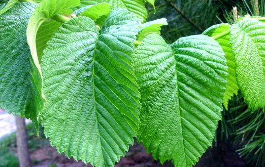 桑屬于最常用的中草藥之一 桑樹各部分的藥用價值