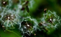 蒲公英和它們是最佳拍檔 養肝排毒肝癌繞路跑