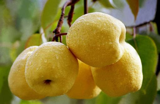 卵巢是女性重要的一個部位，卵巢衰老的話，女人的容顏也