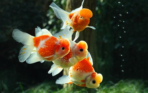 不同的觀賞魚有不同的意義 觀賞魚飼養方法