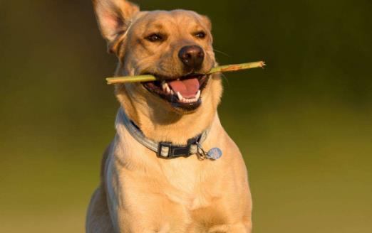 你的狗鼻子干了應該擔心 鼻子干往往是生病的前兆