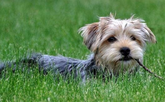 你的狗鼻子干了應該擔心 鼻子干往往是生病的前兆