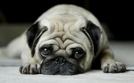 長不大又好養的狗狗品種 小型寵物狗品種推薦