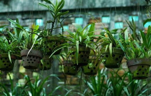 畏寒花卉春季出室的經驗 掌握花卉的生長規律是關鍵