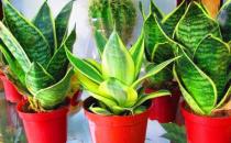 ?家庭養花 放著也能活的虎皮蘭