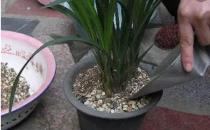 ?施肥是花卉養護中最為關鍵的一環 四季施肥那些事