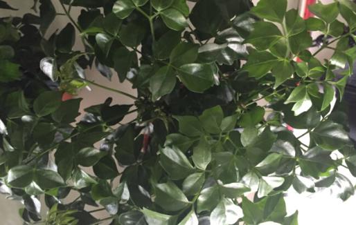 家庭養花：幸福樹的冬季養護