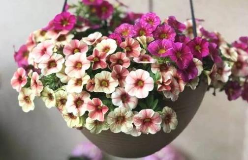 城市家庭陽臺養花 給花提供一個適合生長的環境