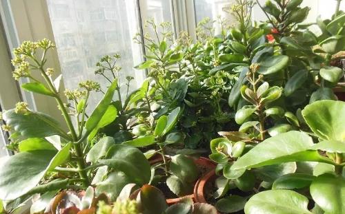 大蒜不只用來調料 大蒜養花促進發芽殺死蚜蟲