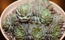 ?養花的誤區 別再摧殘你家的植物啦