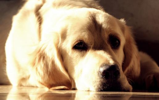 狗狗不可食用的食物 初養幼犬須知