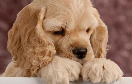 給小狗打疫苗應(yīng)選對(duì)時(shí)間窗 打疫苗是不能省略的