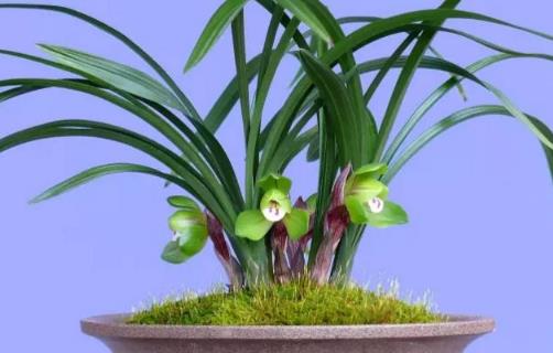 植物栽種之前給土壤進行消毒 家庭養花土壤消毒的方法