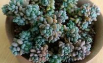 ?多肉十大美人系列  胖成球的最好看