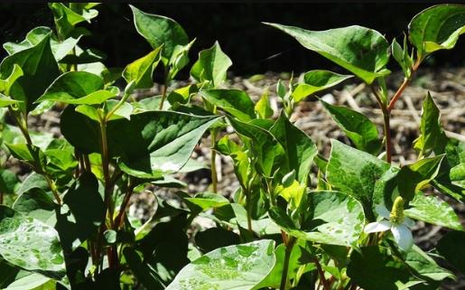 春天外出踏青要注意什么？這3件事一定要做好