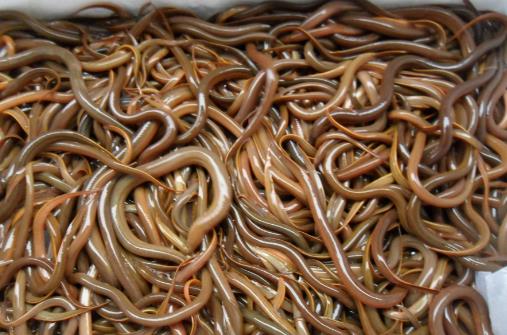 吃泥鰍到底用不用去內臟？有哪些功