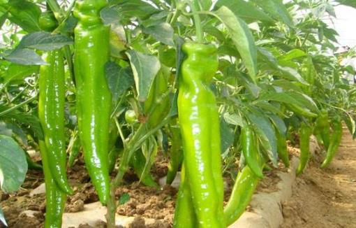 對眼睛健美有益的食物 多吃這些食物養出靚麗好眼睛