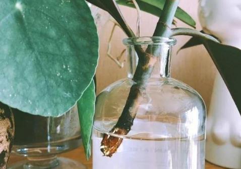 生根劑不用買，水里撒點它們，多蔫的枝條，插個根就能活