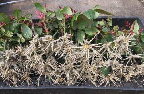 生根劑不用買，水里撒點它們，多蔫的枝條，插個根就能活