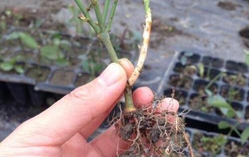 生根劑不用買，水里撒點它們，多蔫的枝條，插個根就能活