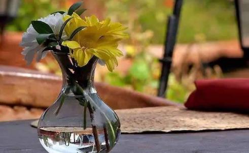 生根劑不用買，水里撒點它們，多蔫的枝條，插個根就能活