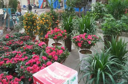 廚房用剩的菜不要扔，這么一弄做成肥料，好用極了！